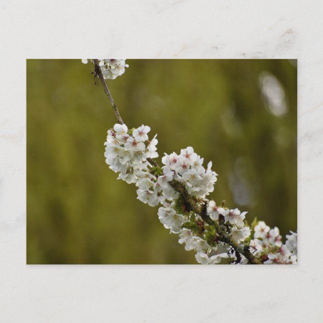 Flowers Postcard (Front)