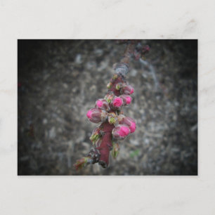 flowers postcard