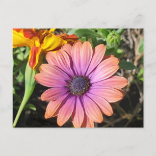 Flowers postcard