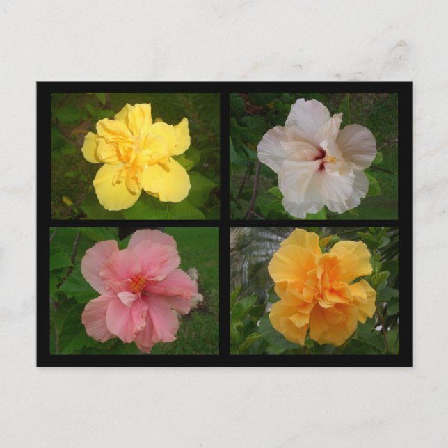 Flowers Postcard (Front)