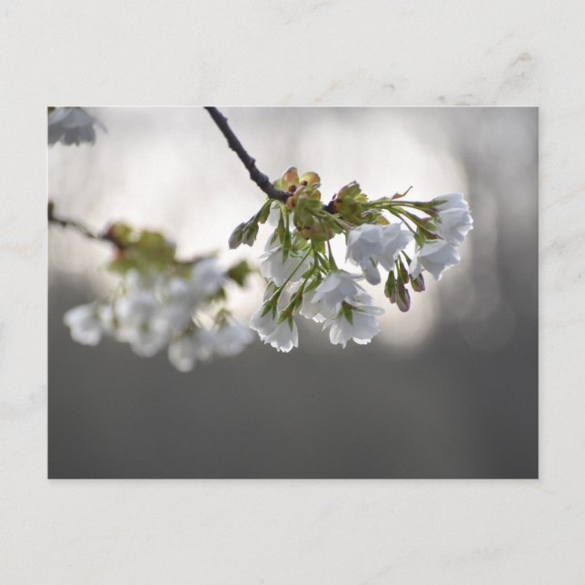 Flowers Postcard (Front)