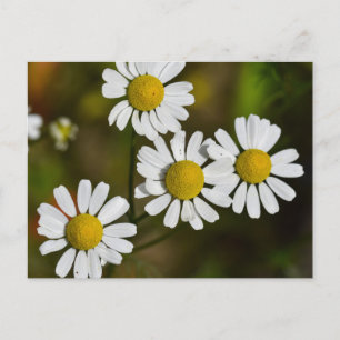 Flowers Postcard