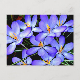 Flowers Postcard