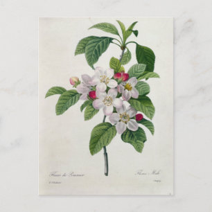 Flowers Postcard 19
