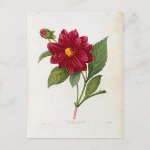 Flowers Postcard 4