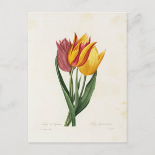 Flowers Postcard 9