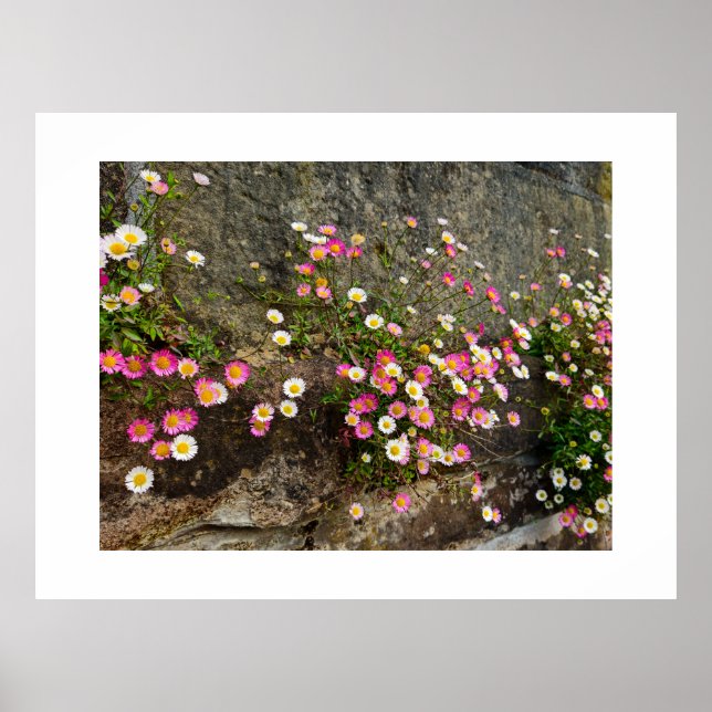 Flowers  poster (Front)