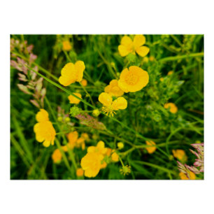 Flowers Poster