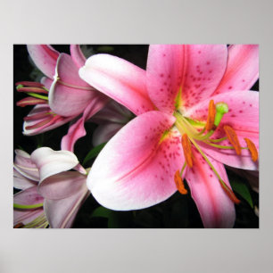 Flowers Poster