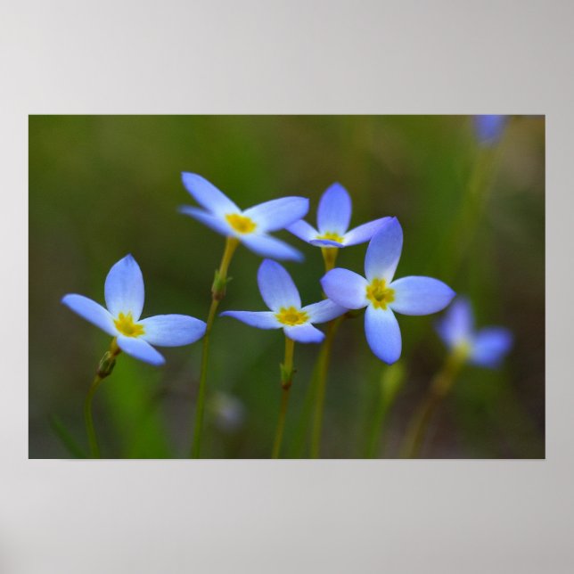 Flowers Poster (Front)