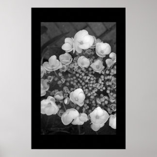 Flowers Poster