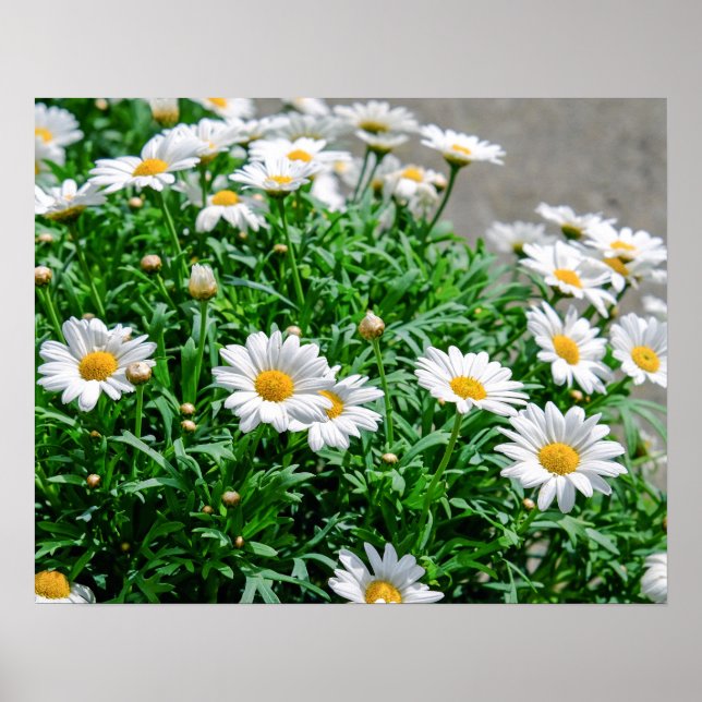 Flowers Poster (Front)