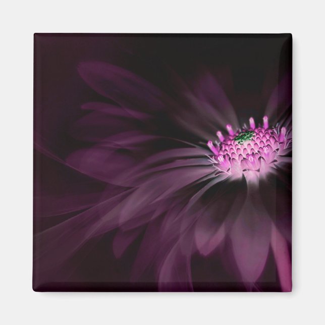 Flowers | Purple Daisy Magnet (Front)