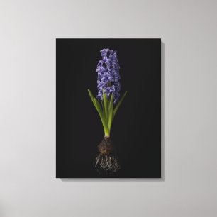 Flowers Purple Hyacinth Bulb Canvas Print