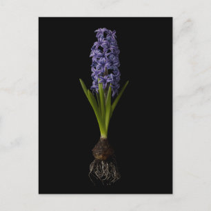 Flowers   Purple Hyacinth Bulb Postcard