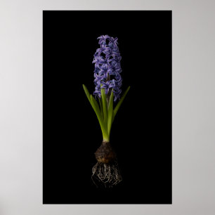 Flowers   Purple Hyacinth Bulb Poster