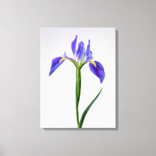 Flowers   Purple Iris Flower Canvas Print