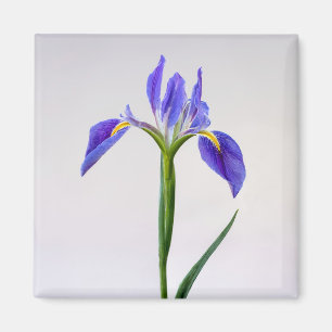 Flowers   Purple Iris Flower Magnet