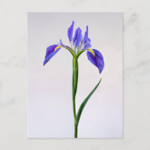 Flowers   Purple Iris Flower Postcard