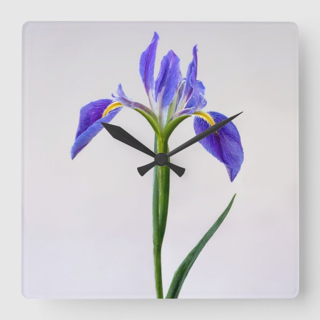 Flowers | Purple Iris Flower Square Wall Clock (Front)