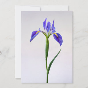 Flowers   Purple Iris Flower Thank You Card