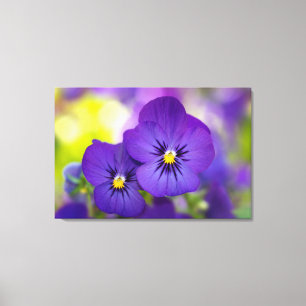 Flowers Purple Pansies Canvas Print