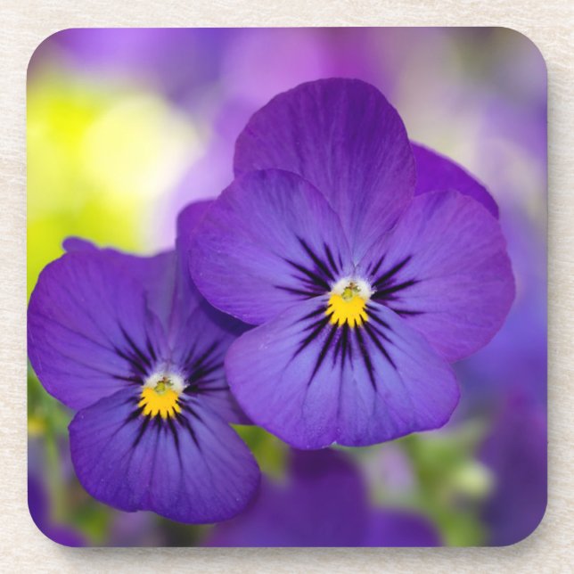 Flowers | Purple Pansies Coaster (Front)