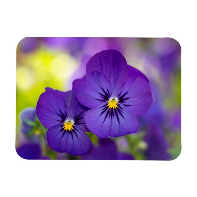 Flowers | Purple Pansies Magnet (Horizontal)