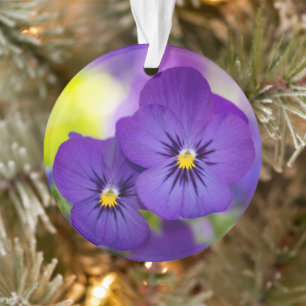 Flowers Purple Pansies Ornament
