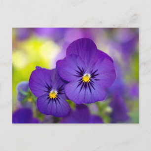 Flowers   Purple Pansies Postcard