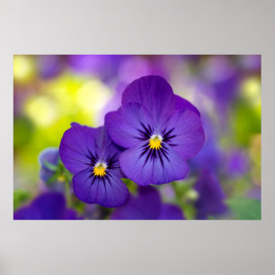 Flowers Purple Pansies Poster
