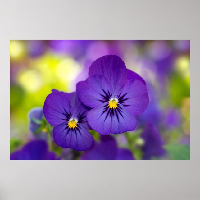 Flowers | Purple Pansies Poster (Front)