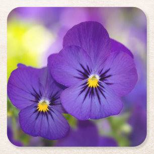 Flowers   Purple Pansies Square Paper Coaster