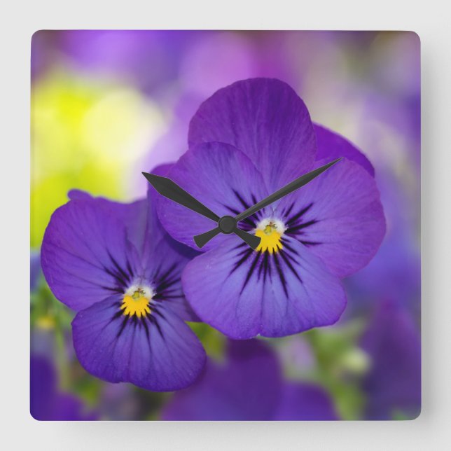 Flowers | Purple Pansies Square Wall Clock (Front)