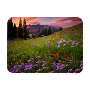 Flowers   Purple Wildflowers Colorado Magnet