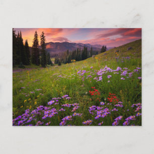 Flowers   Purple Wildflowers Colorado Postcard