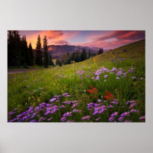 Flowers Purple Wildflowers Colorado Poster