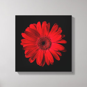Flowers Red Gerbera Daisy Canvas Print