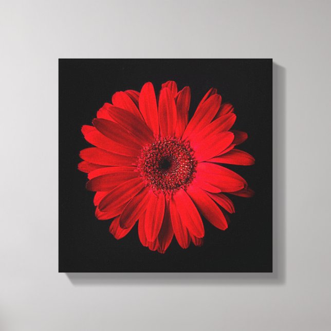 Flowers | Red Gerbera Daisy Canvas Print (Front)