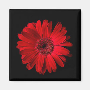 Flowers Red Gerbera Daisy Magnet