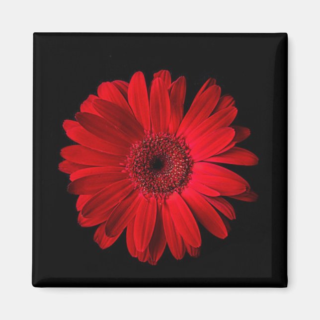 Flowers | Red Gerbera Daisy Magnet (Front)