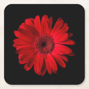 Flowers Red Gerbera Daisy Square Paper Coaster