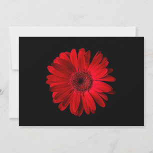 Flowers   Red Gerbera Daisy Thank You Card