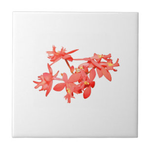 Flowers Salmon Tinted Ground Orchid Tile