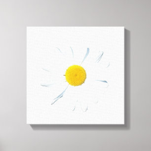 Flowers Single Daisy Canvas Print