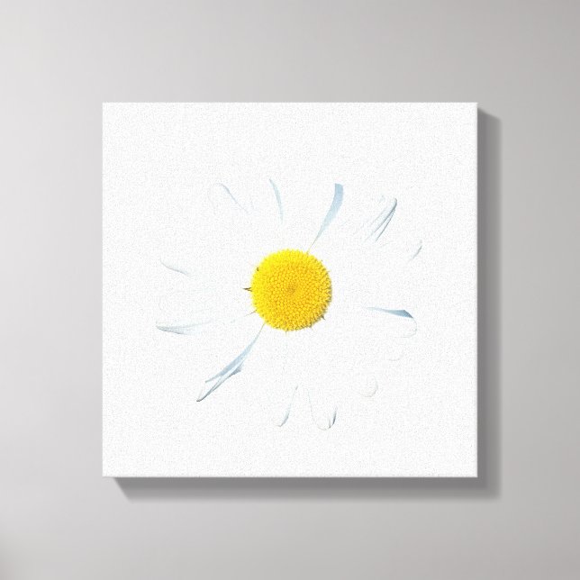 Flowers | Single Daisy Canvas Print (Front)