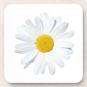 Flowers Single Daisy Coaster