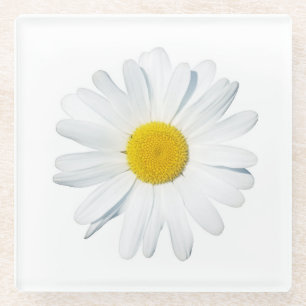 Flowers Single Daisy Glass Coaster