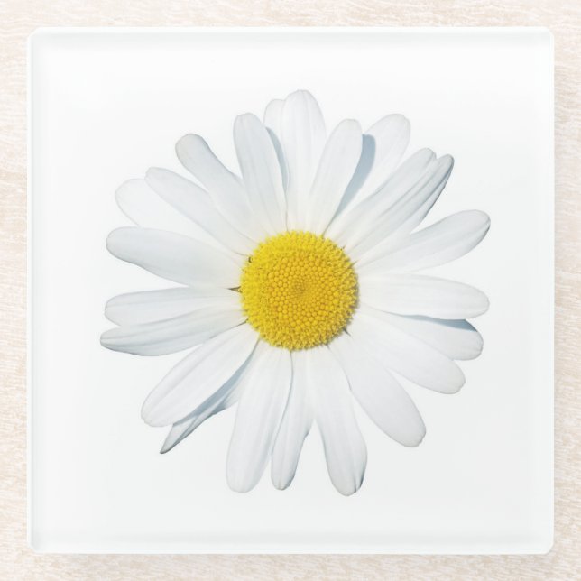 Flowers | Single Daisy Glass Coaster (Front)