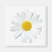 Flowers | Single Daisy